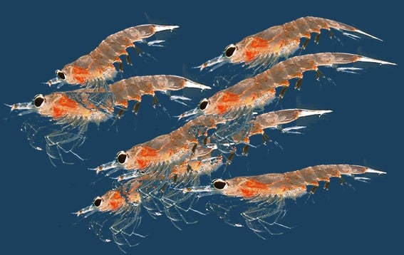 Krill3 -El aceite de krill se absorbe mejor que el aceite de pescado