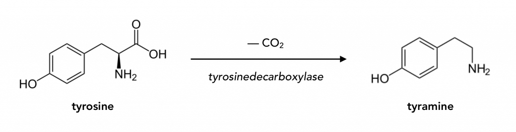 Formation of tyramine