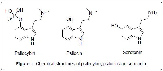 https://t4y7u6x5.delivery.rocketcdn.me/wp-content/uploads/2019/01/chemische-structuur-psilocybine-psilocine-en-Serotonine.png.webp