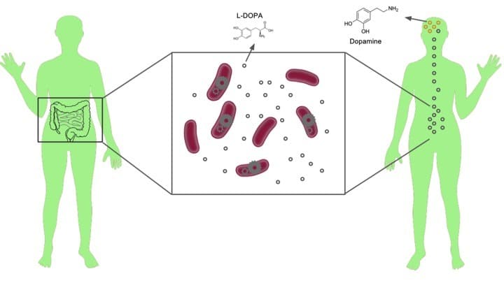 dopamine intestinale – Probiotiques, plantes et herbes qui peuvent aider à lutter contre le TDAH