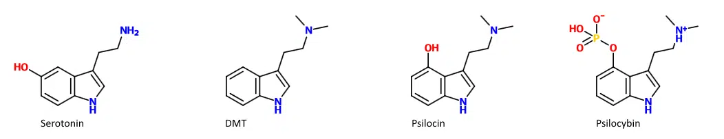 https://t4y7u6x5.delivery.rocketcdn.me/wp-content/uploads/2019/01/psilocybine-dmt-serotonine.png.webp