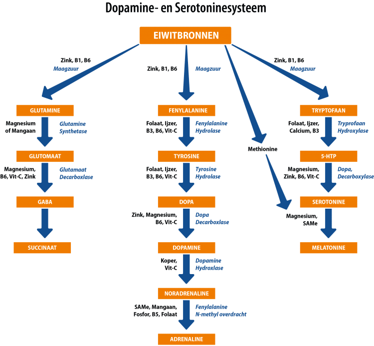 formación Dopamina Serotonina melatonina GABA adrenalina -La serotonina: un eslabón clave para la (in)felicidad