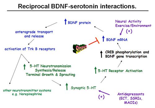 5htp BDNF -La relación entre BDNF, depresión, dieta, ejercicio y setas mágicas