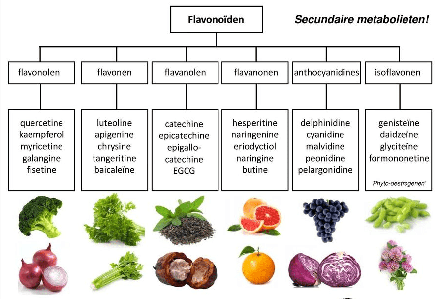 Flavonoiden -Langer jong blijven door fisetine