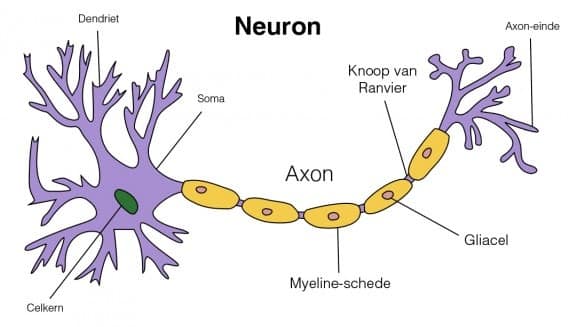 neurona -La relación entre BDNF, depresión, dieta, ejercicio y setas mágicas