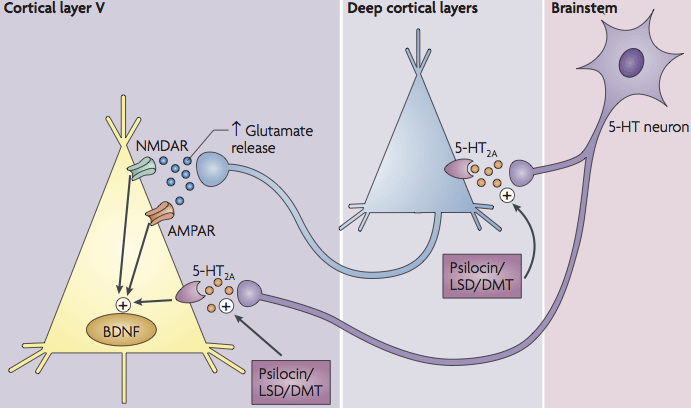 psilocybine en 5htp receptor -De werking van LSD