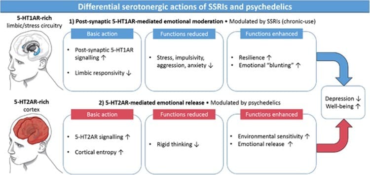 SSRi vs Psicodélicos -Psilocibina y antidepresivos