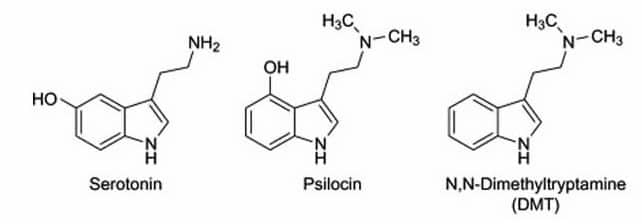 Serotonina psilocina DMT -Por qué los psicodélicos y los viajes pueden ser medicinales