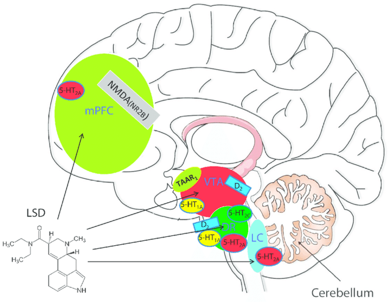 Función cerebral del LSD