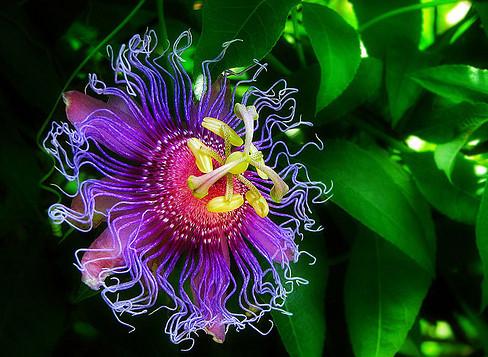 Passiflora incarnata -Ceremonia ampliada de la psiloflora