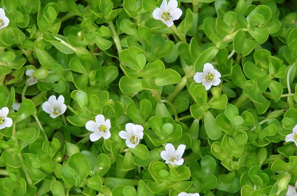 bacopa -El neurotransmisor acetilcolina