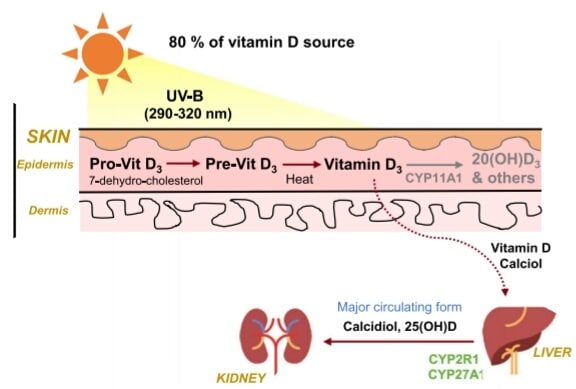 Luz solar vitamina d -Vitamina D contra la depresión y las enfermedades inflamatorias