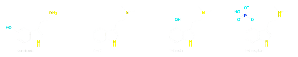 Psilocybine psilocine -Psilohuasca ceremonie