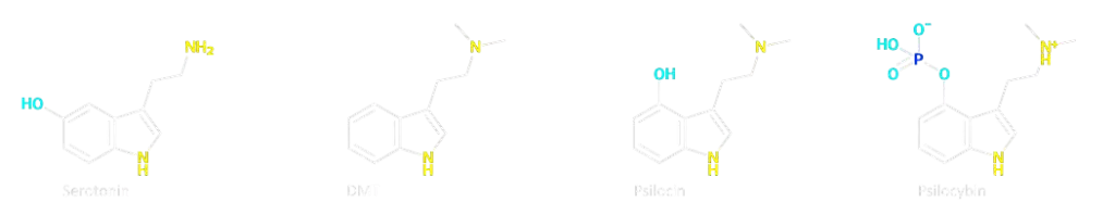 https://t4y7u6x5.delivery.rocketcdn.me/wp-content/uploads/2023/11/DMT-psilocine-serotonine-1024x198.png.webp