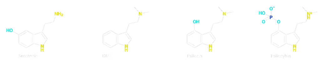 https://t4y7u6x5.delivery.rocketcdn.me/wp-content/uploads/2023/11/DMT-psilocine-serotonine.png