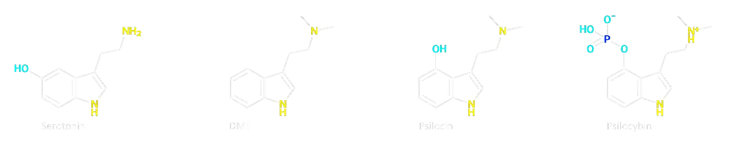 https://t4y7u6x5.delivery.rocketcdn.me/wp-content/uploads/2023/11/DMT-psilocine-serotonine.png.webp