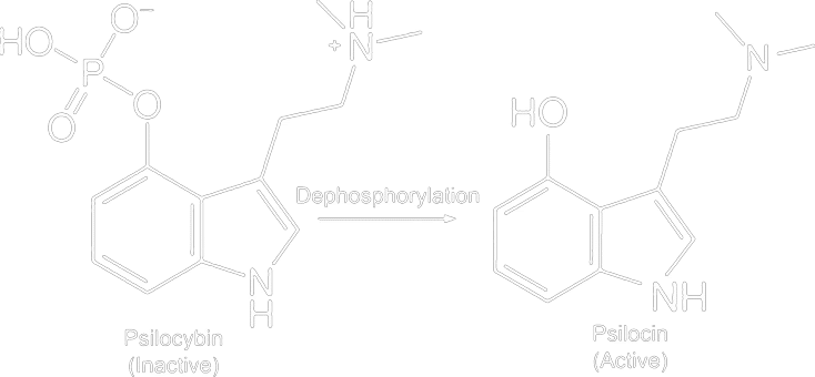 Psilocina tras la conversión de psilocibina