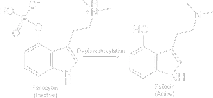 https://t4y7u6x5.delivery.rocketcdn.me/wp-content/uploads/2023/11/psilocine-psilocybine-fosfatase.png.webp