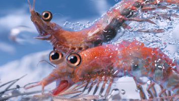 Krill