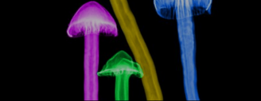 Psilocybin Therapy Netherlands