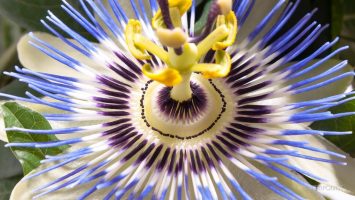 Passion flower as MAOi