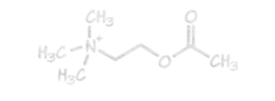 molécula de acetilcolina