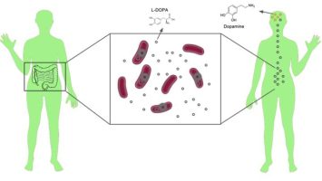 dopamine intestinale