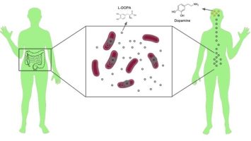 dopamina intestinal