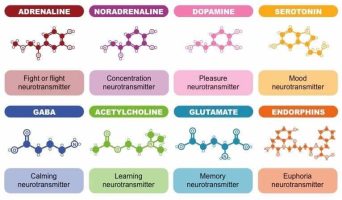 neurotransmitters