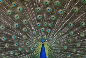 pavo real